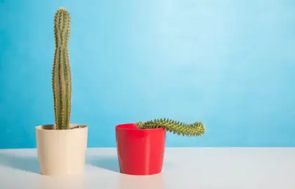 Erection Rings vs Delay Sprays – Which Lasts Longer in Bangladesh?